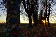 93 Il lungo viale alberato nella luce e nei colori del tramonto